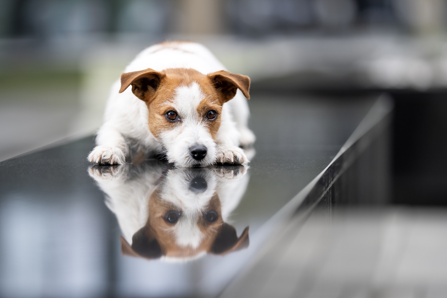 Kupno czy adopcja psa – jak podjąć właściwą decyzję?