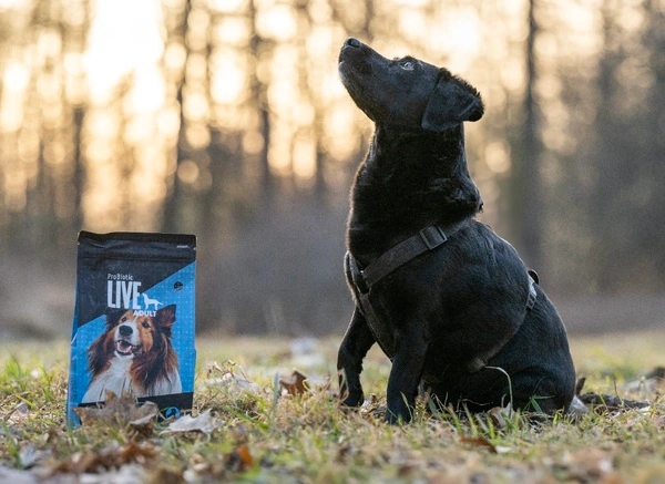 Suplementacja psa – na czym powinna polegać?